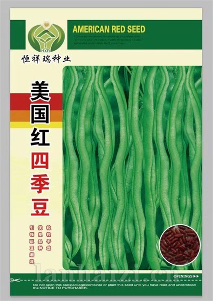 美国红四季豆