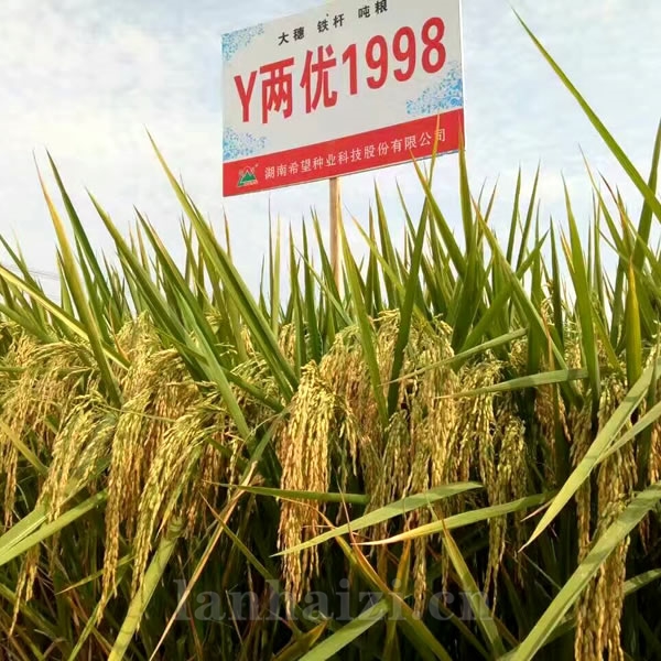 Y两优1998