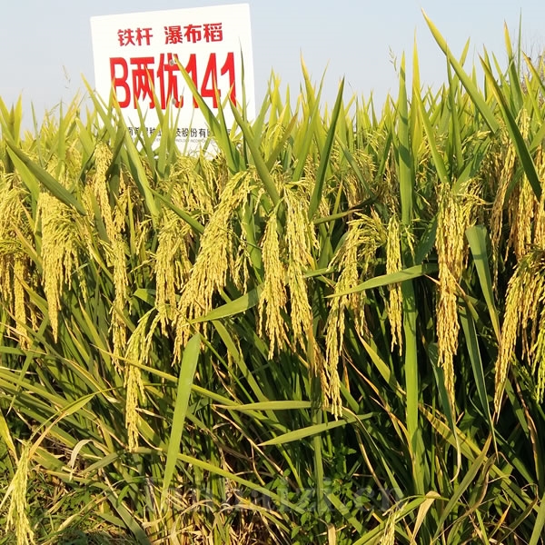 B两优141
