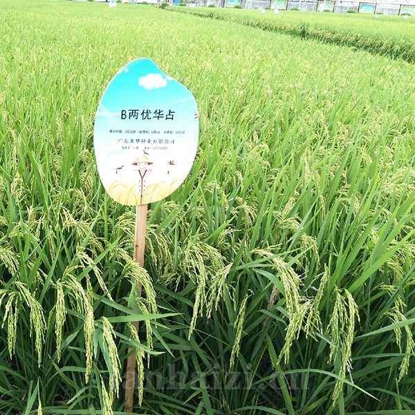 B两优华占