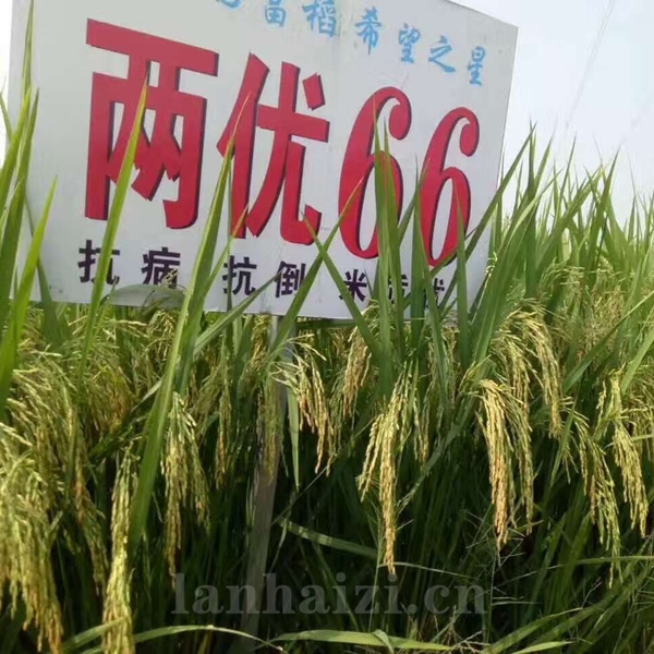两优66
