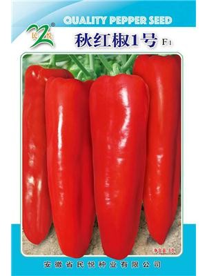 秋红椒1号