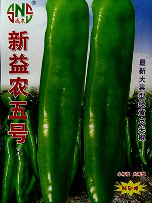 新益农五号辣椒种子