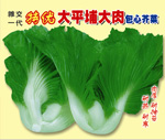 特优大平埔大肉包心芥