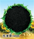 葵花种子—大油田HM988