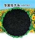 葵花种子—法国矮大头HM767