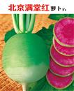 萝卜种子—北京满堂红