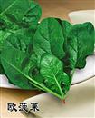 菠菜种子－欧菠莱
