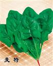 菠菜种子－麦特