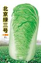 白菜种子—北京绿三号