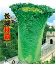 白菜种子—长城秋霸
