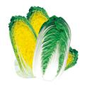 白菜种子—金娃