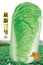 白菜种子—***三号