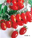 番茄种子－红珍珠