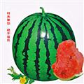西瓜种子－美大