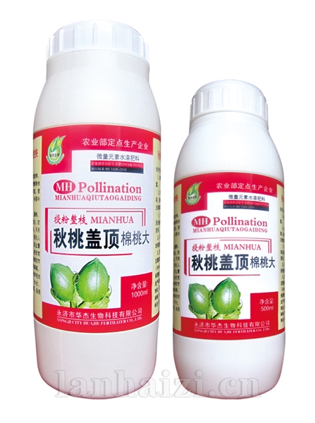 秋桃盖顶棉桃大