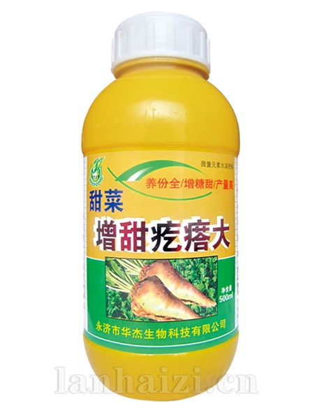 甜菜增甜疙瘩大