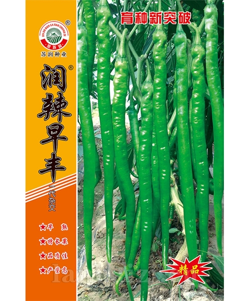 润辣早丰