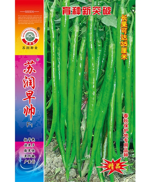 苏润早帅
