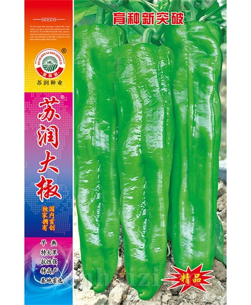 苏润大椒