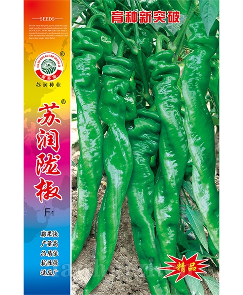 苏润陇椒