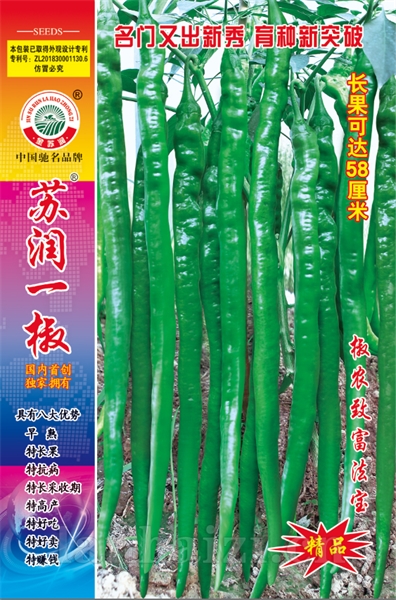苏润一椒