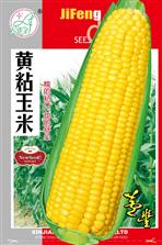黄粘玉米