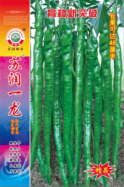 苏润一龙