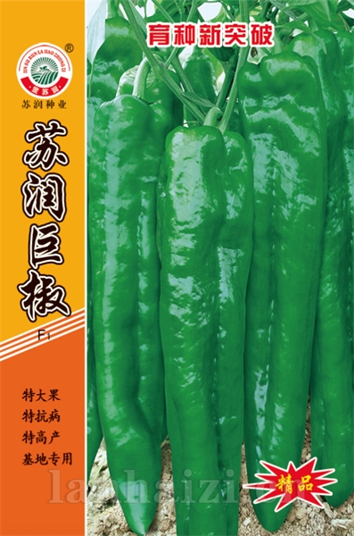 苏润巨椒新