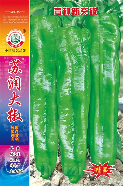苏润大椒