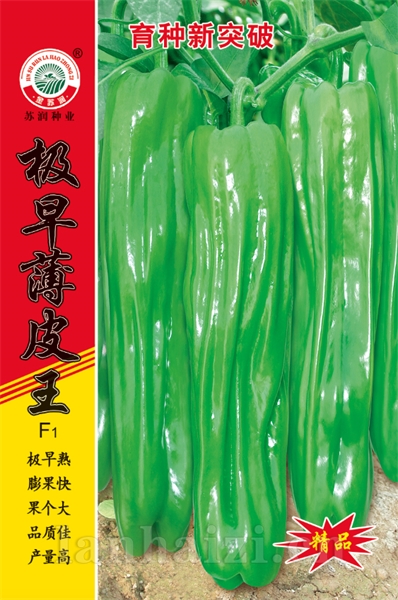极早薄皮王