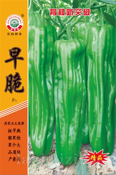 早脆