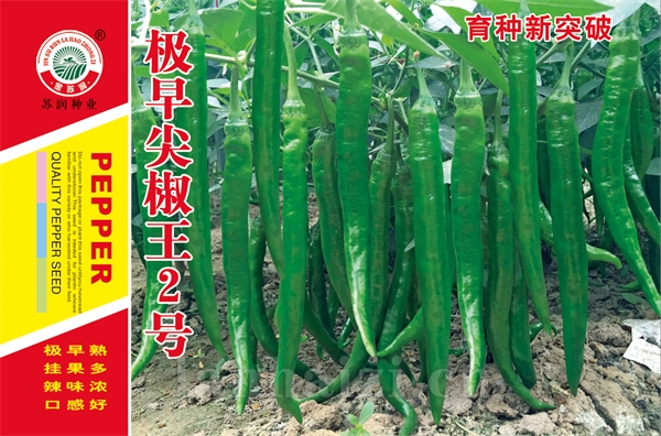 极早尖椒王二号