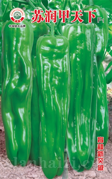 苏润甲天下
