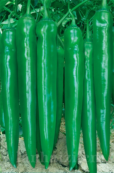 苏润2038