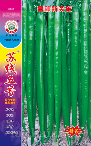 苏线五号