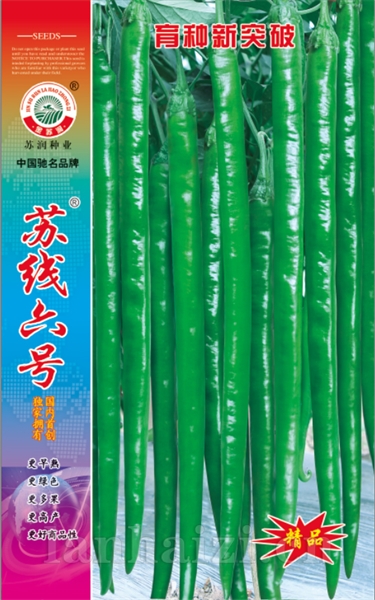 苏线六号
