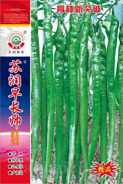 苏润早长帅