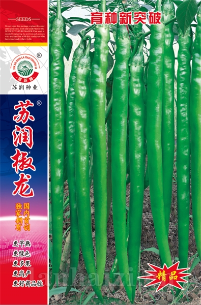 苏润椒龙