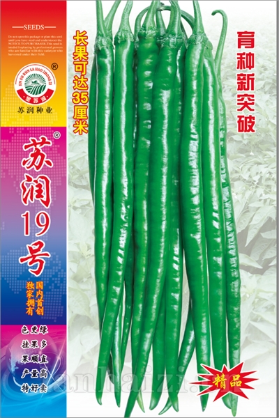 苏润19号