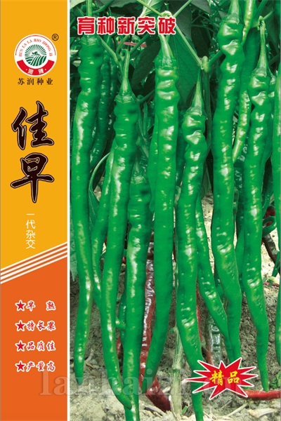 佳早