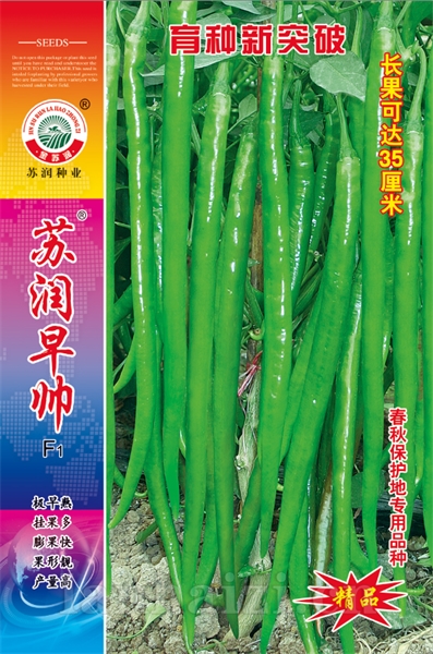 苏润早帅