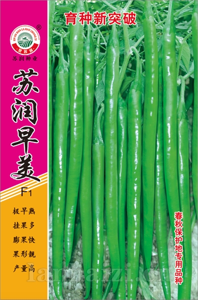 苏润早美