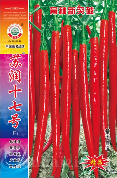 苏润十七号