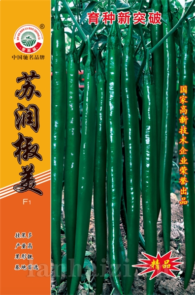 苏润椒美