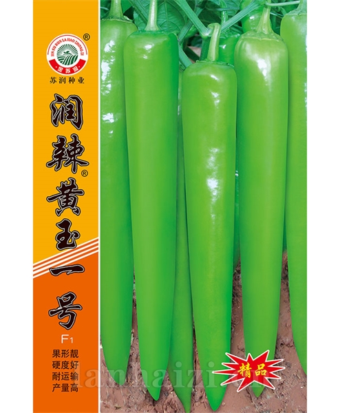 润辣黄玉一号
