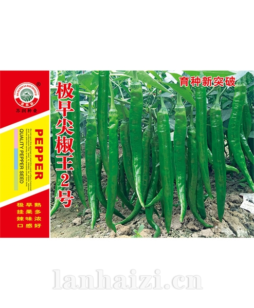 极早尖椒王二号