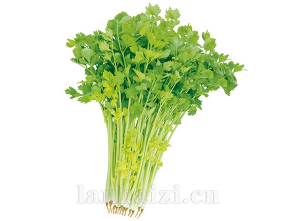 华盛毛芹