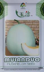 玉洁——甜瓜