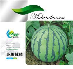 冰糖麒麟——西瓜
